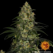 Blue Gelato 41 – Barneys Farm – Feminized