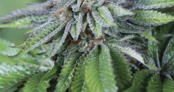 Ewe-2 – Humboldt Seed Organization – feminized