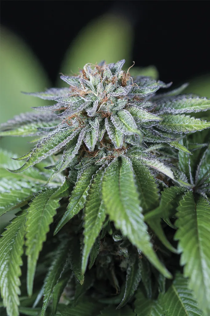 Ewe-2 – Humboldt Seed Organization – Feminized