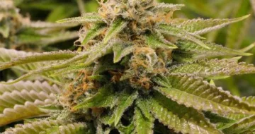 Gorilla Breath – Humboldt Seed Organization – feminized