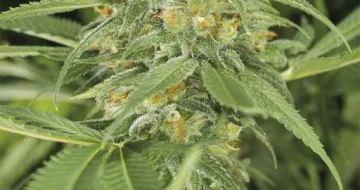 Green Crack – Humboldt Seed Organization – feminized