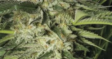 Lemon Garlic OG – Humboldt Seed Organization – feminized