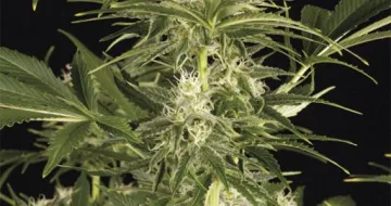 Lemon Juice Express Auto – Humboldt Seed Organization – autoflowering