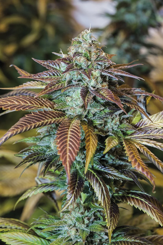 Lemon Kush Headband – Humboldt Seed Organization – Feminized