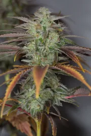 Lemon Kush Headband – Humboldt Seed Organization – Feminized