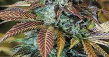Lemon Kush Headband – Humboldt Seed Organization – feminized