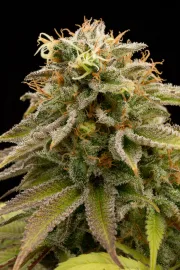 Lemon Thai Kush – Humboldt Seed Organization – Feminized