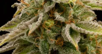 Lemon Thai Kush – Humboldt Seed Organization – feminized