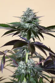 Lost Coast Hashplant – Humboldt Seed Organization – Feminized