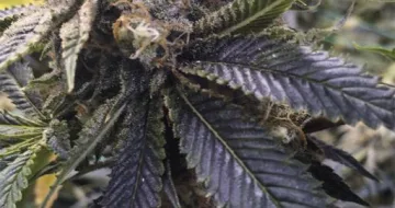 Lost Coast Hashplant – Humboldt Seed Organization – feminized