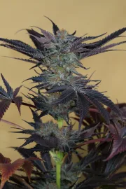 Lost Coast OG – Humboldt Seed Organization – Feminized