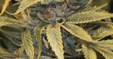 Lost Coast OG – Humboldt Seed Organization – feminized