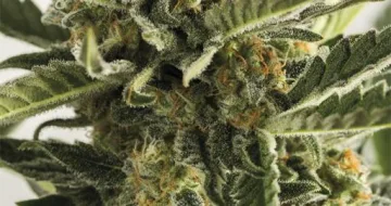 Lost Coast Skunk Auto – Humboldt Seed Organization – autoflowering