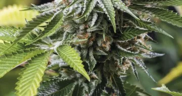 Mango Sapphire – Humboldt Seed Organization – feminized