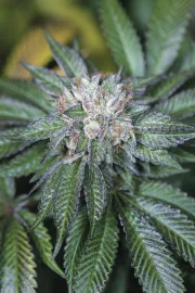 Master Kush – Humboldt Seed Organization – Feminized