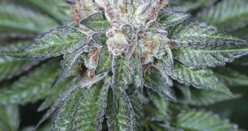 Master Kush – Humboldt Seed Organization – feminized