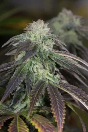 OG Kush – Humboldt Seed Organization – Feminized