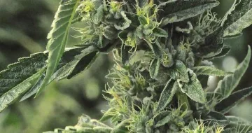 OG Kush – Humboldt Seed Organization – feminized