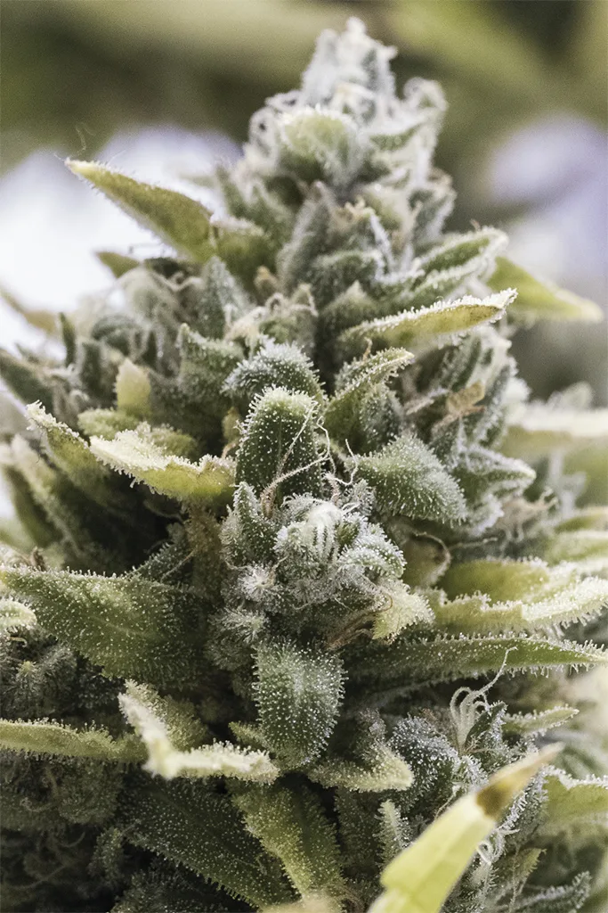 OG Kush Auto – Humboldt Seed Organization – Autoflowering