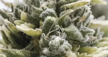 OG Kush Auto – Humboldt Seed Organization – autoflowering
