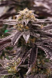 OGKZ – Humboldt Seed Organization – Feminized