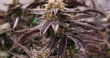 OGKZ – Humboldt Seed Organization – feminized