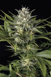 Pineapple Skunk – Humboldt Seed Organization – Feminized