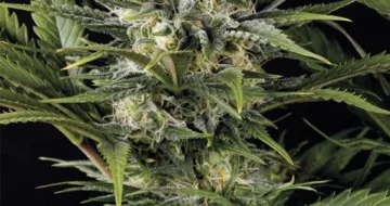 Pineapple Skunk – Humboldt Seed Organization – feminized