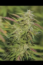 Purple Trainwreck – Humboldt Seed Organization – Feminized