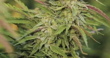 Purple Trainwreck – Humboldt Seed Organization – feminized