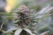 Sapphire Scout – Humboldt Seed Organization – Feminized