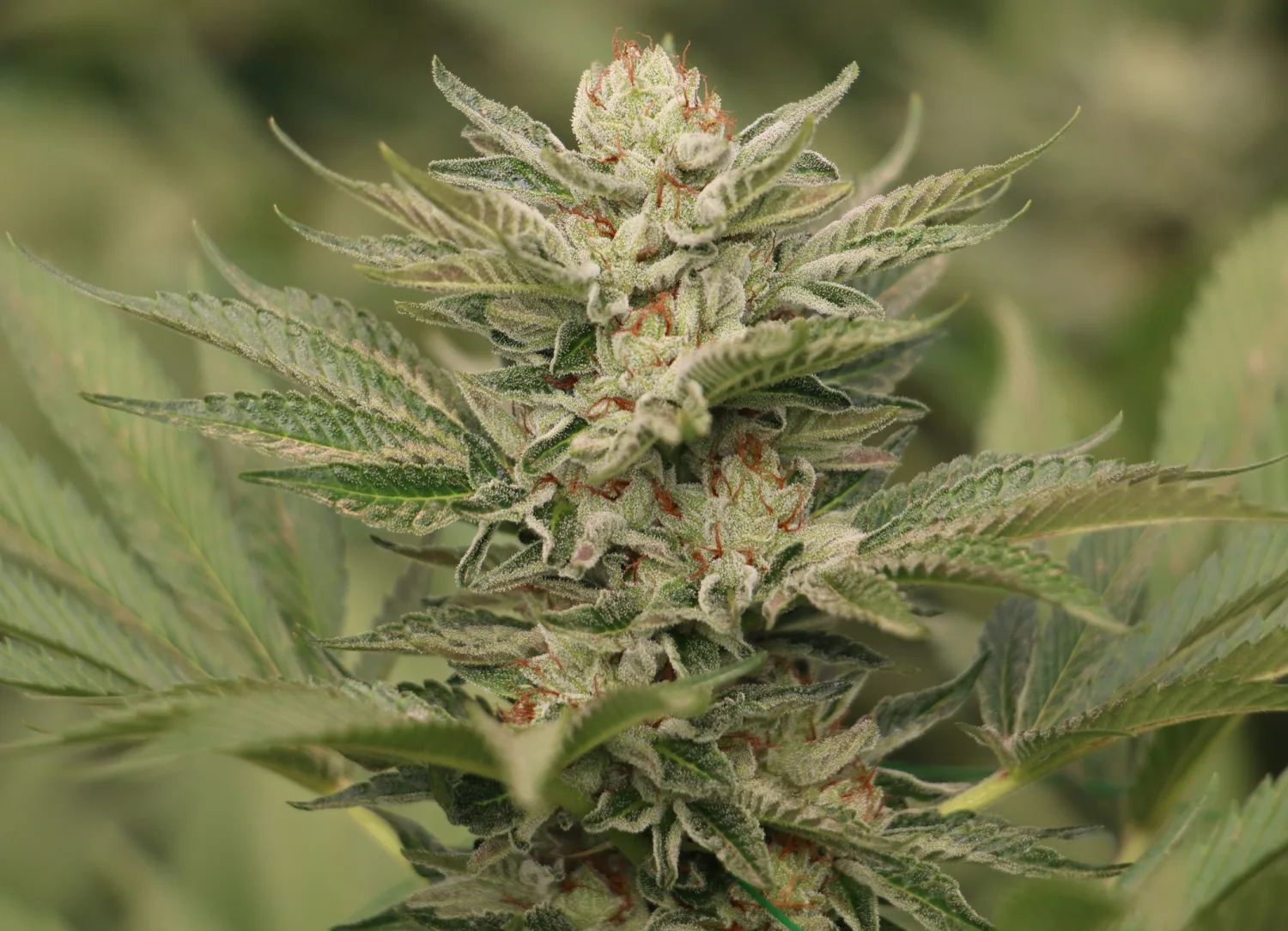 Sapphire Scout – Humboldt Seed Organization – Feminized
