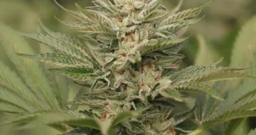 Sapphire Scout – Humboldt Seed Organization – feminized