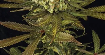 Sour Blueberry – Humboldt Seed Organization – feminized