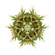 Sour Diesel #2 – Humboldt Seed Organization – Feminized