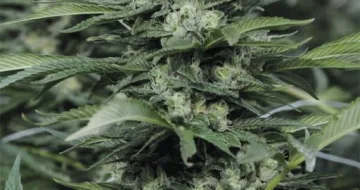 Sour Diesel #2 – Humboldt Seed Organization – feminized