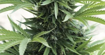 Sour Diesel Auto – Humboldt Seed Organization – autoflowering