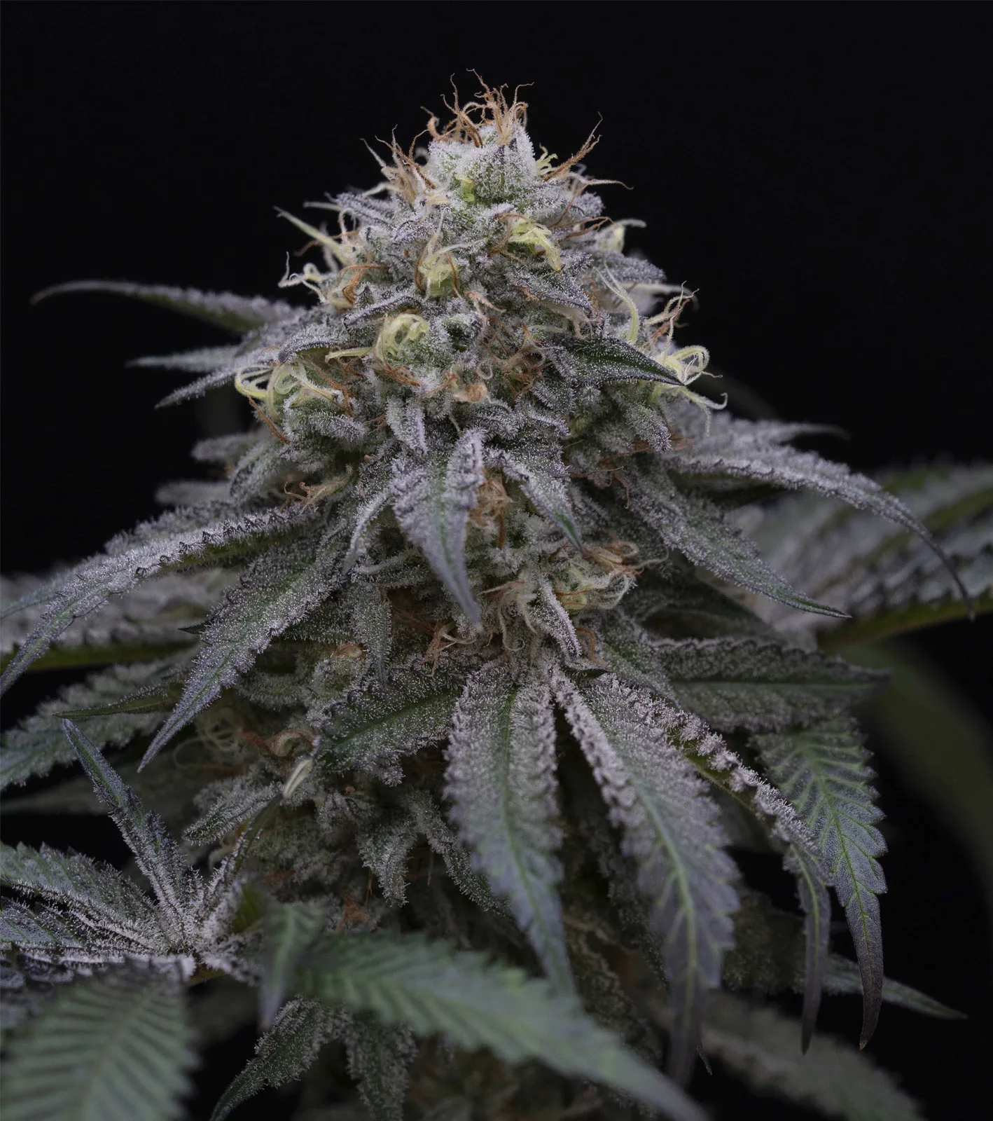 Sugar Breath – Humboldt Seed Organization – Feminized