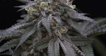 Sugar Breath – Humboldt Seed Organization – feminized