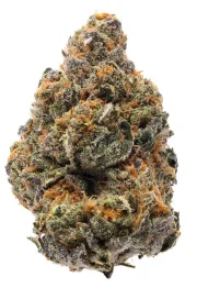 The New – Humboldt Seed Organization – Feminized