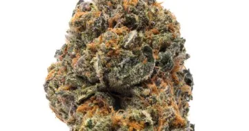 The New – Humboldt Seed Organization – feminized
