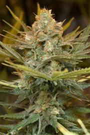 Three Blue Kings – Humboldt Seed Organization – Feminized