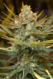 Three Blue Kings – Humboldt Seed Organization – Feminized