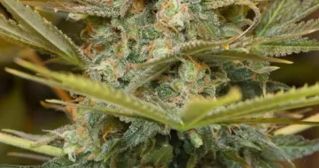 Three Blue Kings – Humboldt Seed Organization – feminized