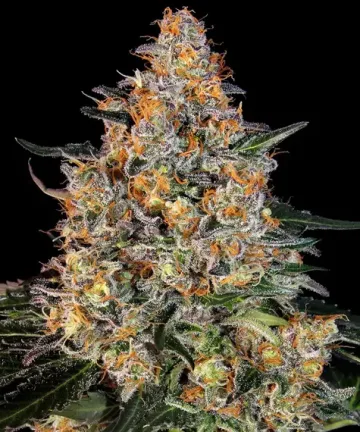 Bubba Kush – Barneys Farm – feminized