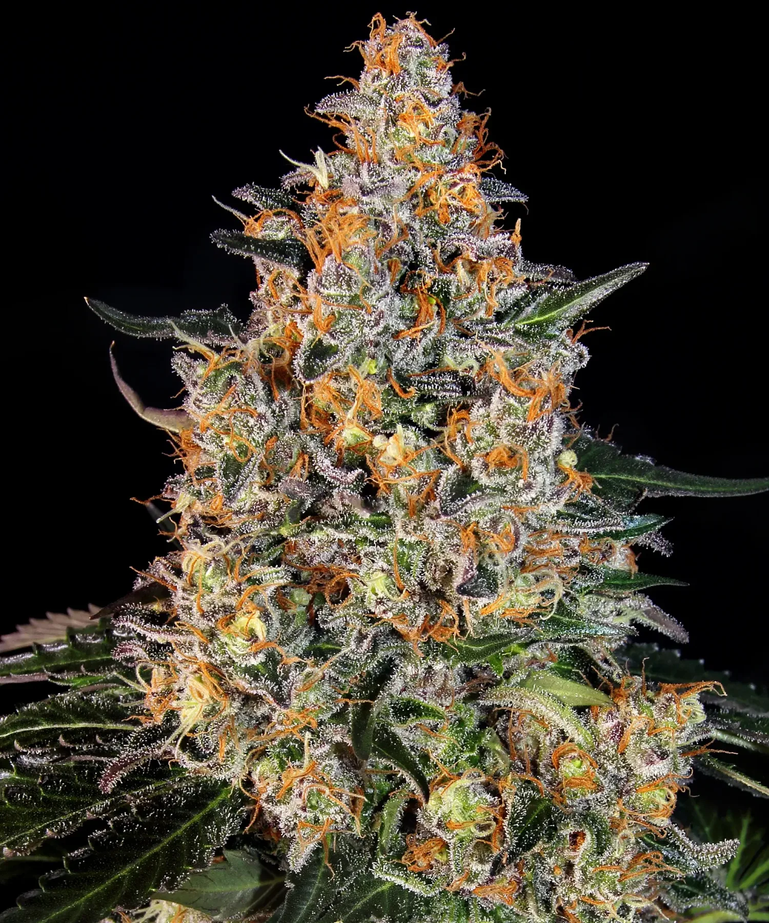 Bubba Kush – Barneys Farm – Feminized