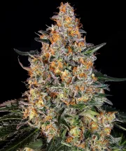 Bubba Kush – Barneys Farm – Feminized