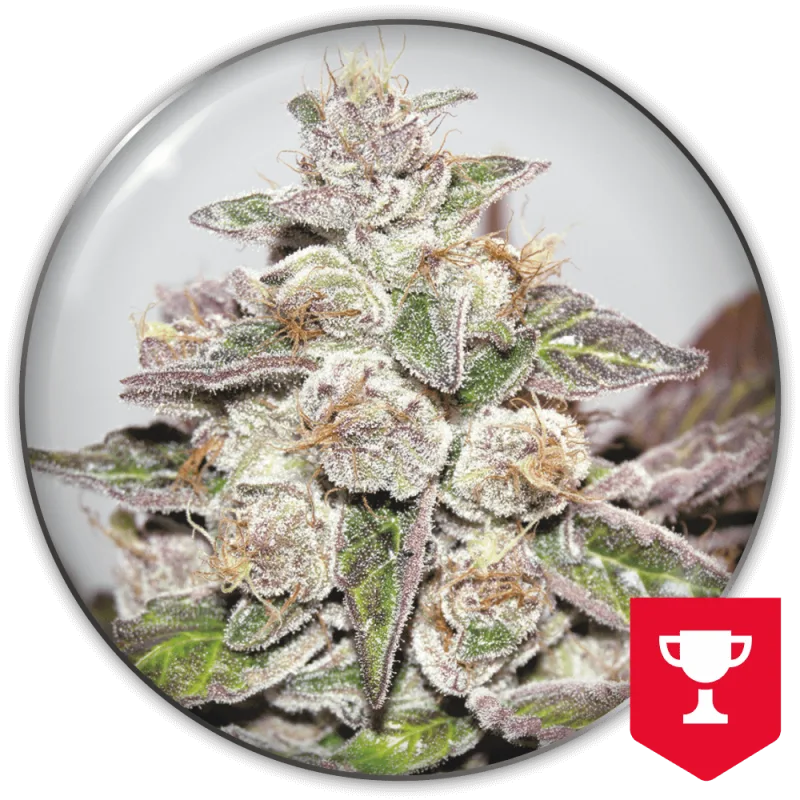 Mendocino Purple Kush – Medical Seeds – Feminized