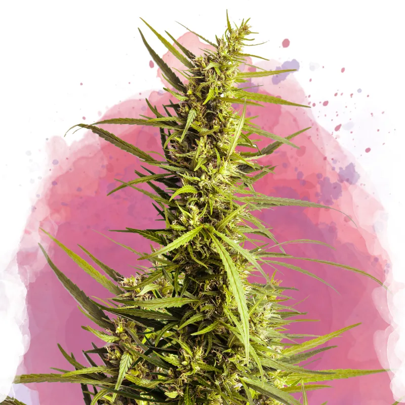 AK 48 – Nirvana Seeds – feminized