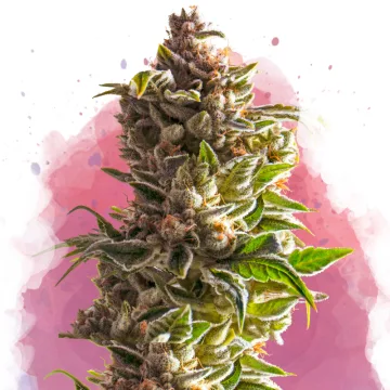 Aurora Indica – Nirvana Seeds – feminized